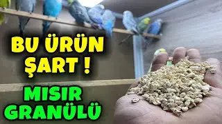 MUHABBET KUŞU KAFES VE YUVALIK ALTINDA NE KULLANMALIYIZ ? ŞART ÜRÜN !