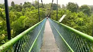 MacRitchie HSBC Tree Top Walk Singapore