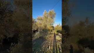 Olivos totalmente abandonados #olivar #plantas #agri #agricultura #olivo #agro #aove #shorts #nature