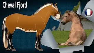 Cheval Fjord, des chevaux considérés comme un symbole national, Races de chevaux