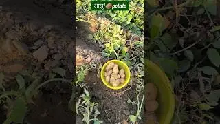 #potatofarming #alookikheti #kitchengarden #organicfarming #organicvegetables #shorts #ytshorts
