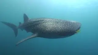 WAOW Indonesia - Whaleshark Encounter in Lembeh Strait