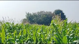 Guru Farmer Vlogs 🌾🌾 is live