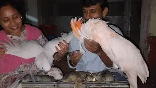 Manka The Moluccan Cockatoo & Rio / Rat Vs Parrot Dipankar.