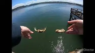 DUNGENESS and RED ROCK CRABBING!  *BIG POTS out of NEWPORT*