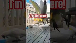 Cockatoo Cam Crazy Reactions #cockatoo #bird #tricks