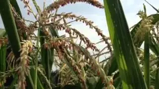 Bees buzzing in the popcorn