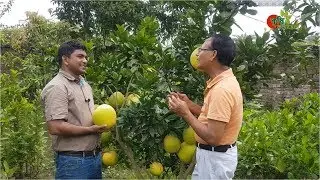 মহাঔষধী জাম্বুরাঃ ভিয়েতনামী খাটো জাত