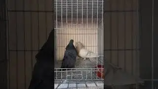 حمام رافنيو الإسباني 🇪🇸 مشاءالله 😍❤️