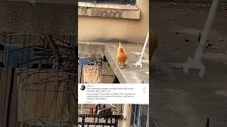 Do Chickens Fly?