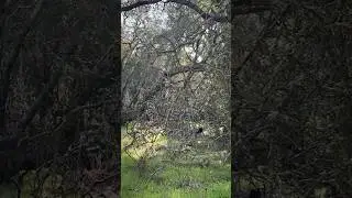 При такой маскировке не все заметят красавца! 🦌🍃 #олень #deer