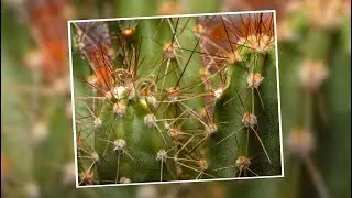 PINACI photo slideshow