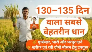 Bhim Bold Plus धान बीज &ndash; 130&ndash;135 दिन में भारी उत्पादन | INDIGROW AGROTECH