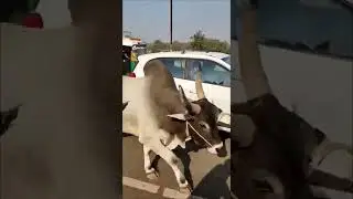 CRAZY BULL ATTACKS CAR! #bull #attacks #india #sora #ai #viralvideo
