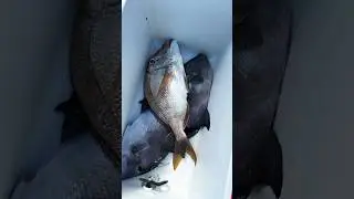 Настреляли рыбы :) #spearfishing #подводнаяохота #spearfishingworld #miami #florida #fishing