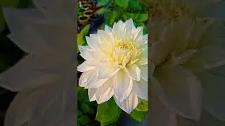 Dalia flower 🌼 #flowers #garden #gardening #plants #nature #shorts #viral #trending