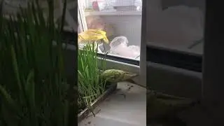 Арчи ест травку
