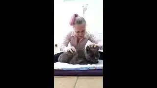 Cat having a physiotherapy session LIVE!