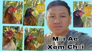 07.01.2026 Tốp Mái Chuẩn Giá Trị, Giao Lưu Với Ah Em Xem Chơi _ Trại Gà Thanh Cảnh