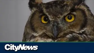 Roadside litter a danger to owls