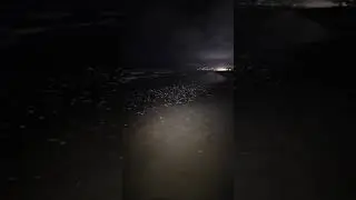 The Grunion Run at Mission Beach, where these small fish come ashore to spawn!