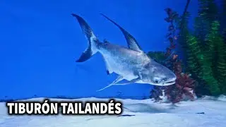 Pangasius Sanitwongsei | CUIDADOS Y ALIMENTACIÓN DEL TIBURÓN TAILANDÉS | AcuariosLP