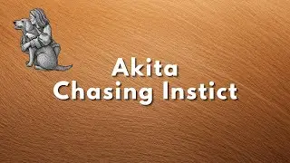 Akita   Chasing Instinct