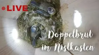 Doppelbrut der Blaumeisen am 07.05.2025 / two blue tit females share one nesting box