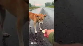 Calico Cat Rescue: A Heartbreaking Moment of Hope in the Countryside