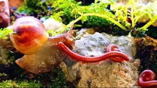 Millipede and Snails Slow Travelers of the forest #OddCouple #MillipedeFacts #GiantMillipede