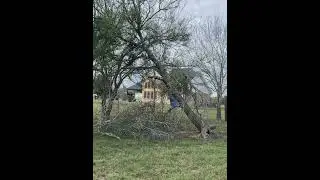 Cutting Fallen Tree from the Fence