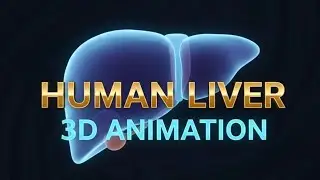 Human liver | 3D animation | @Dribrahimofficial22 