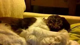 lili clip 1