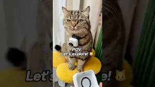 POV: у моего кота 9 жизней, и он это знает 🐾😼