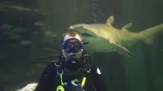 Close call with a Shark at Manly Aquarium