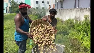 Village Marriage Brinjal Curry in Bulk | 800 Members Wedding Cooking | Indian Wedding Curry