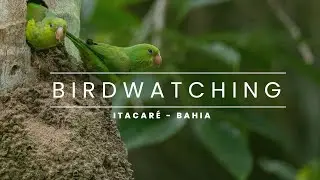 BIRDWATCHING em ITACAR&Eacute;, BAHIA, BRASIL