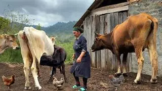 Mountain Farm Life: Raising Animals, Harvesting Hazelnuts, and Cooking Traditional Meals