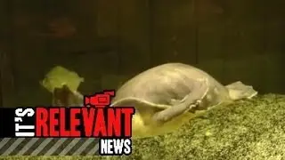 Program Helps Abandoned Animals
