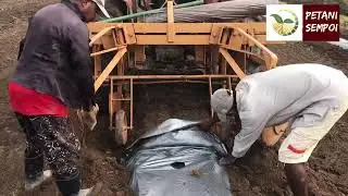 Cara memasang plastik silvershine @ plastik sungkupan secara manual dan menggunakan traktor