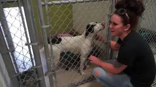 Washington County & Johnson City Animal Shelter, May 5 - VIDEO
