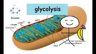 four intelligent people explain glycolysis