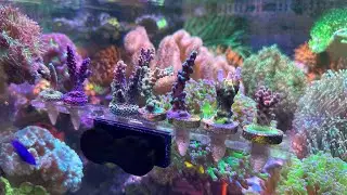Adding SPS Corals to the Waterbox Reef Tank From BattleCorals
