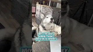Айла, говорящая хаски | Смешные моменты с хаски #huskytalking