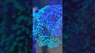 this is one giant pile of hammer corals #reef #aquarium #coral #hammercoral