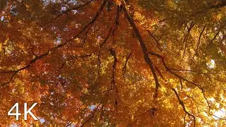 Autumn Maple Canopy at Sunset 🍁 Day 78 Forestscape (2-Hour Fall Foliage Nature Escape in 4K)