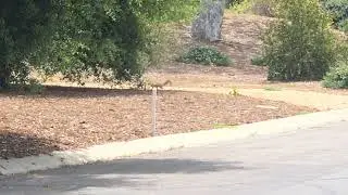 Cute Squirrel Finds Buried Nut feat Bushtit & Dark-eyed Junco calls