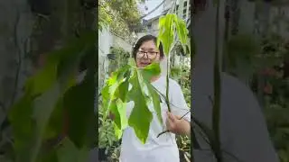 My fast growing Anthurium Clavigerum