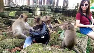 Wow! Amazing Happy Funny Monkey Meeting Pretty Girl At Bayon Temple In Monkey Groups