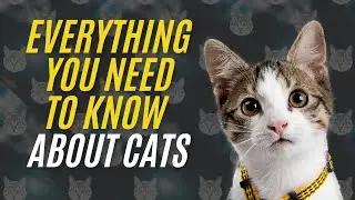 The Purr-fect Guide to Cats: Everything You Need to Know!
